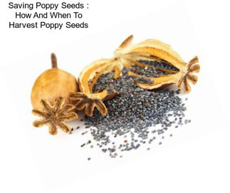 Saving Poppy Seeds : How And When To Harvest Poppy Seeds