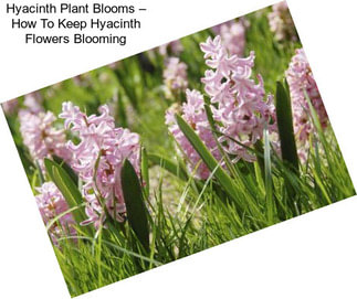 Hyacinth Plant Blooms – How To Keep Hyacinth Flowers Blooming