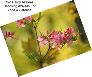 Cold Hardy Azaleas: Choosing Azaleas For Zone 4 Gardens