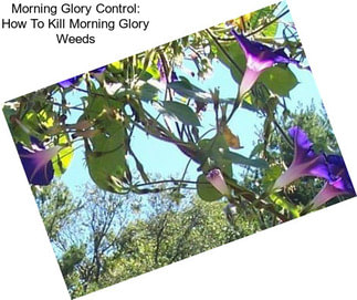 Morning Glory Control: How To Kill Morning Glory Weeds