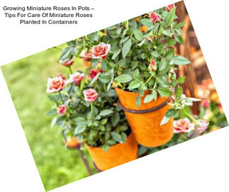 Growing Miniature Roses In Pots – Tips For Care Of Miniature Roses Planted In Containers