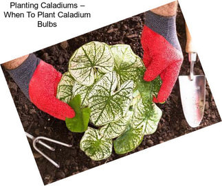 Planting Caladiums – When To Plant Caladium Bulbs