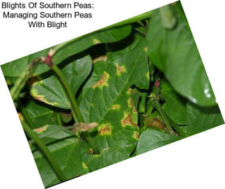 Blights Of Southern Peas: Managing Southern Peas With Blight