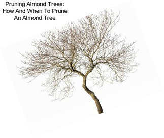 Pruning Almond Trees: How And When To Prune An Almond Tree