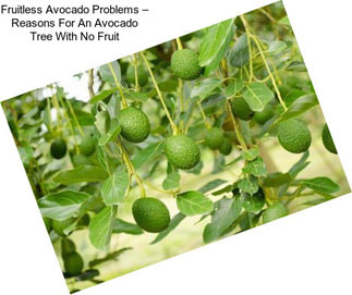 Fruitless Avocado Problems – Reasons For An Avocado Tree With No Fruit