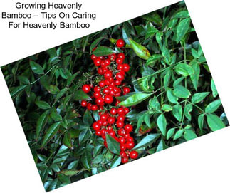 Growing Heavenly Bamboo – Tips On Caring For Heavenly Bamboo
