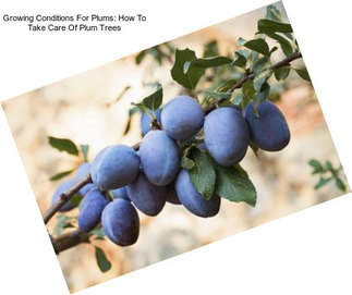 Growing Conditions For Plums: How To Take Care Of Plum Trees
