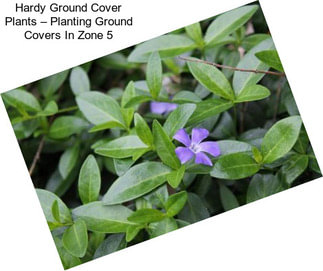 Hardy Ground Cover Plants – Planting Ground Covers In Zone 5