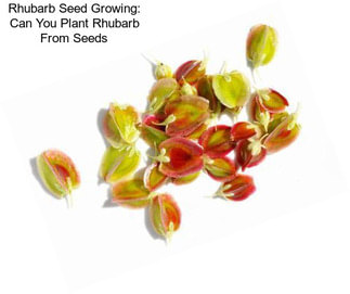 Rhubarb Seed Growing: Can You Plant Rhubarb From Seeds