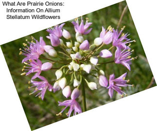 What Are Prairie Onions: Information On Allium Stellatum Wildflowers