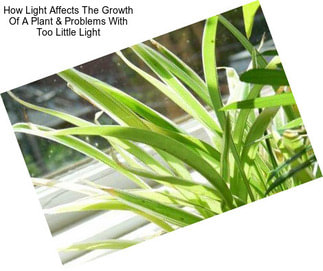 How Light Affects The Growth Of A Plant & Problems With Too Little Light