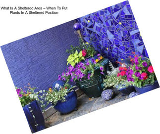 What Is A Sheltered Area – When To Put Plants In A Sheltered Position