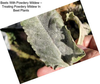 Beets With Powdery Mildew – Treating Powdery Mildew In Beet Plants