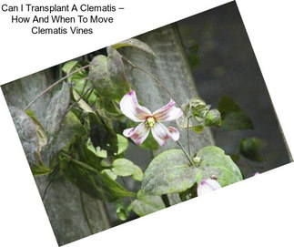 Can I Transplant A Clematis – How And When To Move Clematis Vines