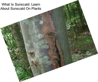 What Is Sunscald: Learn About Sunscald On Plants