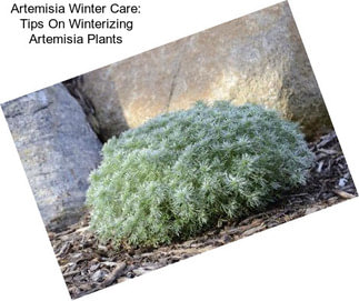 Artemisia Winter Care: Tips On Winterizing Artemisia Plants