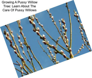Growing A Pussy Willow Tree: Learn About The Care Of Pussy Willows
