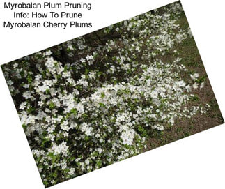 Myrobalan Plum Pruning Info: How To Prune Myrobalan Cherry Plums