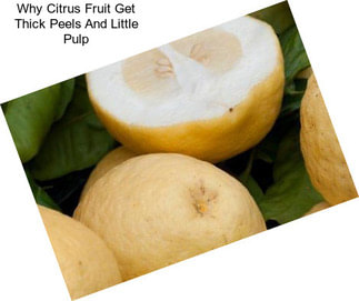 Why Citrus Fruit Get Thick Peels And Little Pulp