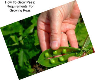 How To Grow Peas: Requirements For Growing Peas