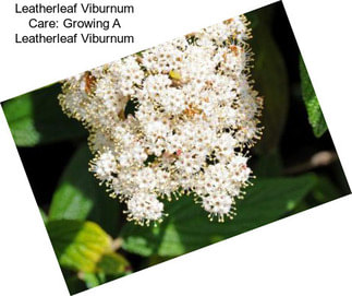 Leatherleaf Viburnum Care: Growing A Leatherleaf Viburnum