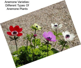 Anemone Varieties: Different Types Of Anemone Plants