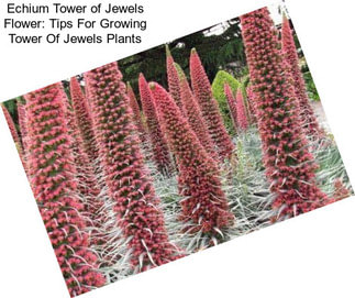 Echium Tower of Jewels Flower: Tips For Growing Tower Of Jewels Plants