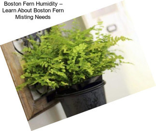 Boston Fern Humidity – Learn About Boston Fern Misting Needs