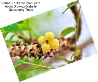 Cermai Fruit Tree Info: Learn About Growing Otaheite Gooseberry Trees