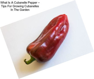 What Is A Cubanelle Pepper – Tips For Growing Cubanelles In The Garden