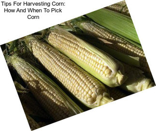 Tips For Harvesting Corn: How And When To Pick Corn