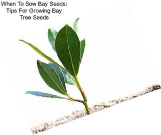When To Sow Bay Seeds: Tips For Growing Bay Tree Seeds
