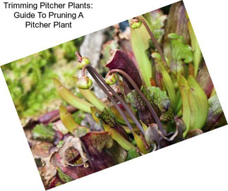 Trimming Pitcher Plants: Guide To Pruning A Pitcher Plant