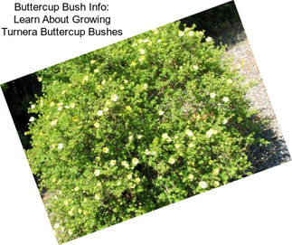 Buttercup Bush Info: Learn About Growing Turnera Buttercup Bushes