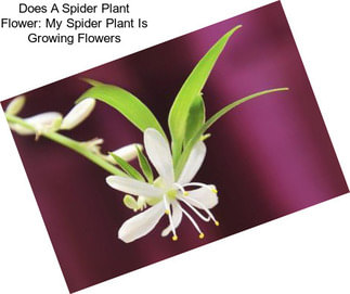 Does A Spider Plant Flower: My Spider Plant Is Growing Flowers