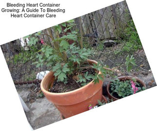 Bleeding Heart Container Growing: A Guide To Bleeding Heart Container Care