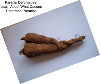 Parsnip Deformities: Learn About What Causes Deformed Parsnips