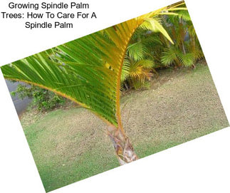 Growing Spindle Palm Trees: How To Care For A Spindle Palm