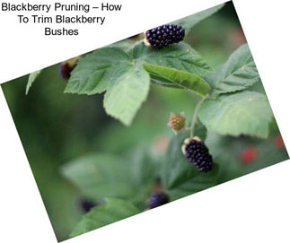 Blackberry Pruning – How To Trim Blackberry Bushes