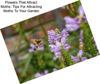 Flowers That Attract Moths: Tips For Attracting Moths To Your Garden