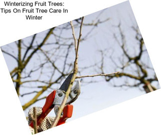 Winterizing Fruit Trees: Tips On Fruit Tree Care In Winter