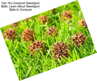 Can You Compost Sweetgum Balls: Learn About Sweetgum Balls In Compost