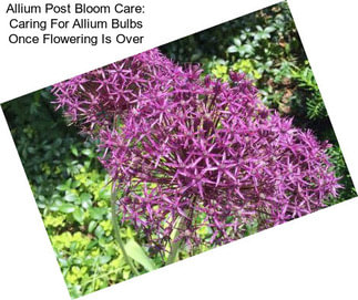 Allium Post Bloom Care: Caring For Allium Bulbs Once Flowering Is Over