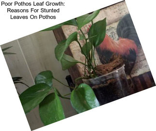 Poor Pothos Leaf Growth: Reasons For Stunted Leaves On Pothos