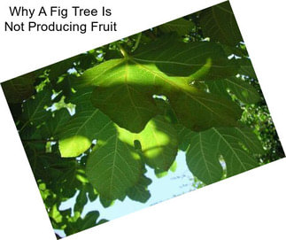 Why A Fig Tree Is Not Producing Fruit