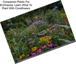 Companion Plants For Echinacea: Learn What To Plant With Coneflowers