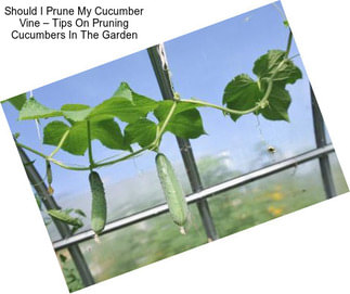 Should I Prune My Cucumber Vine – Tips On Pruning Cucumbers In The Garden