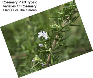 Rosemary Plant Types: Varieties Of Rosemary Plants For The Garden