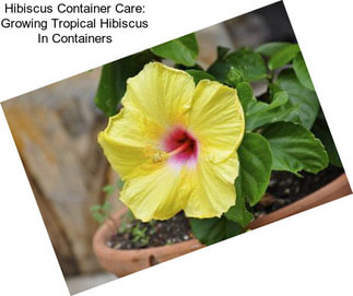 Hibiscus Container Care: Growing Tropical Hibiscus In Containers