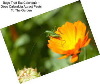 Bugs That Eat Calendula – Does Calendula Attract Pests To The Garden